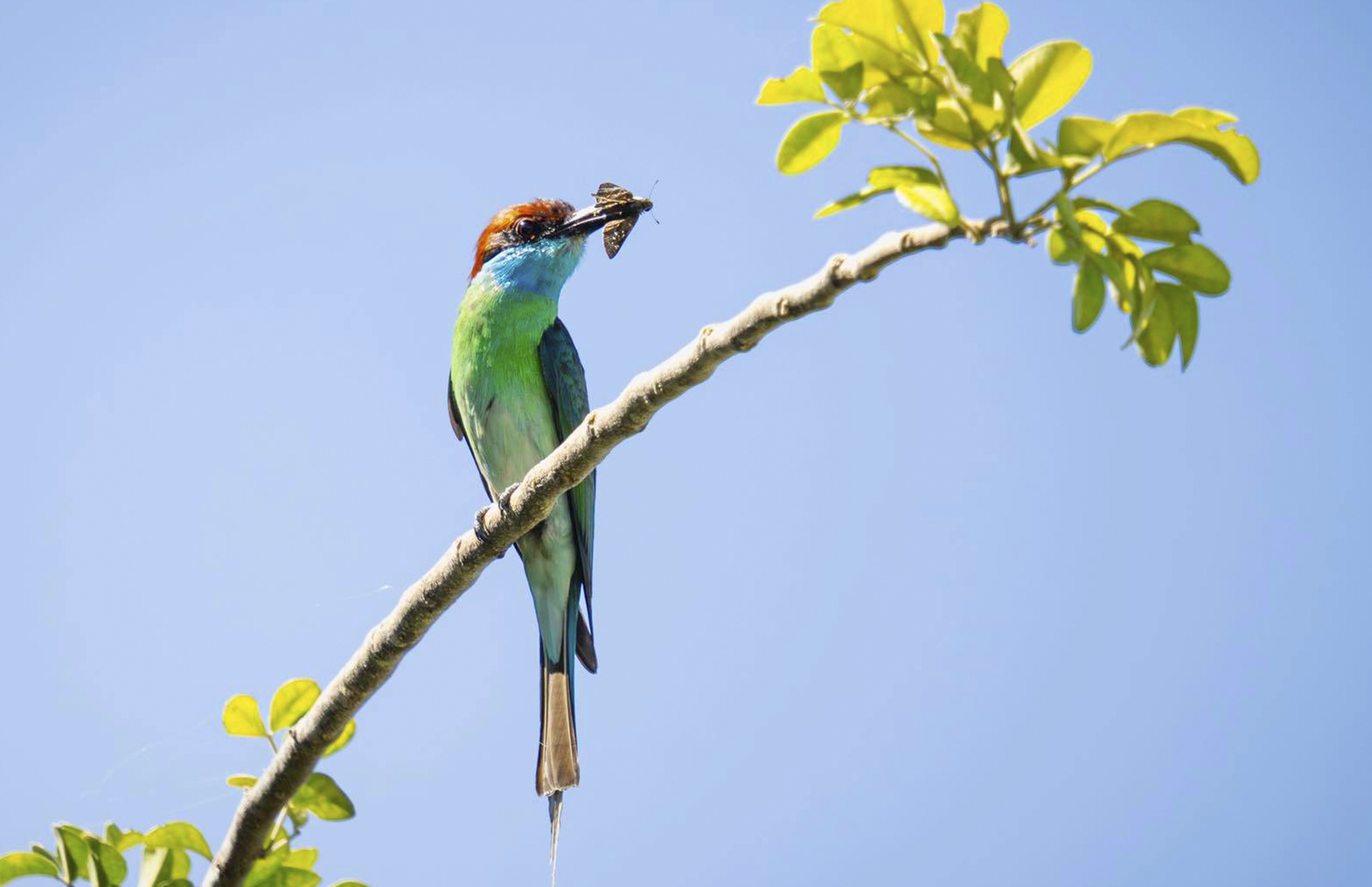 Five Hen Harrier chicks have fledged in Cumbria